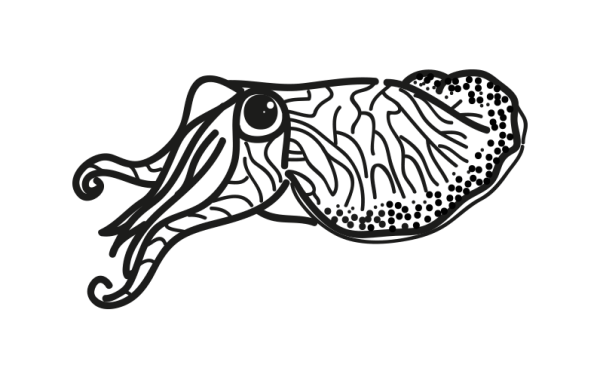 Каракатица раскраска