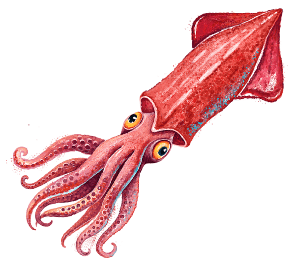 Кальмар Squid