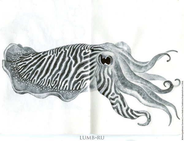 Каракатица карандашом