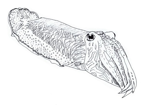 Каракатица Графика