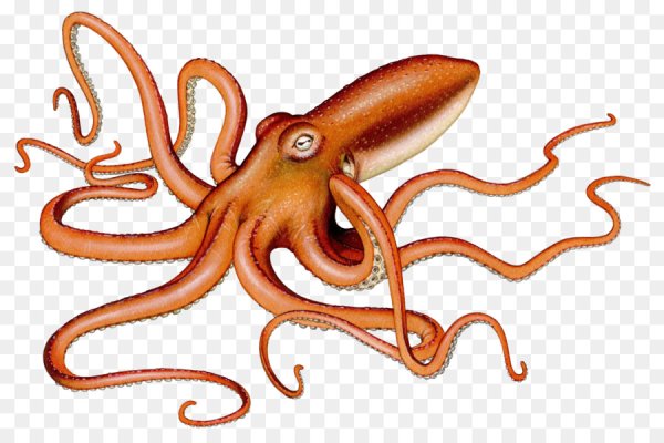 Головоногие моллюски кальмар