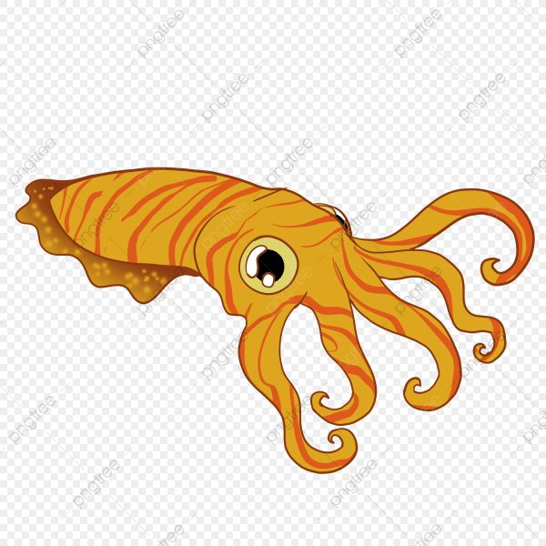 Каракатица на белом фоне