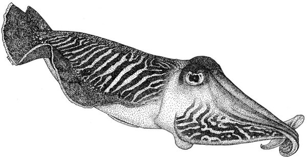 Каракатица карандашом