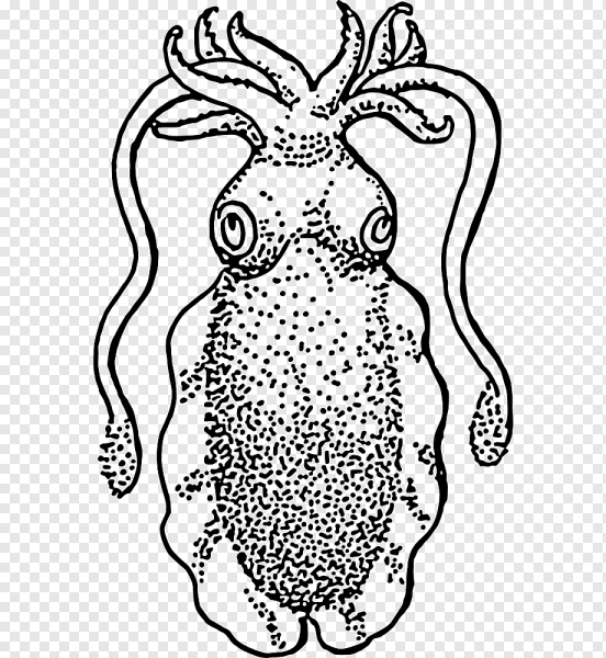 Каракатица раскраска