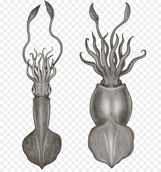 Каракатица Графика