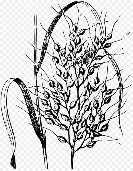 Рис растение карандашом