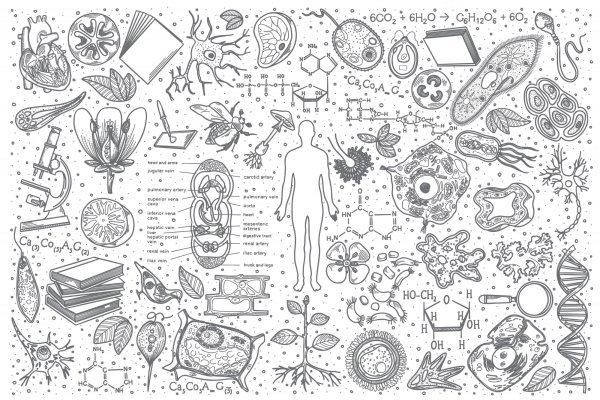 Биологические зарисовки