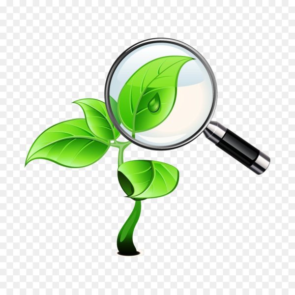 Лупа растение