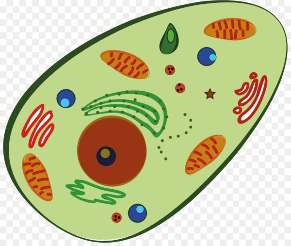 Биологическая клетка