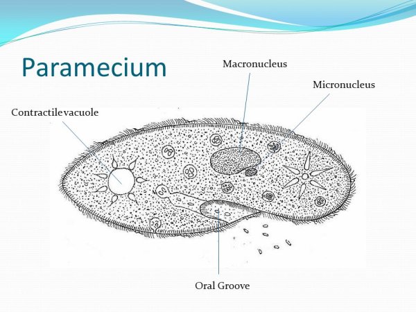 Инфузория туфелька микронуклеус
