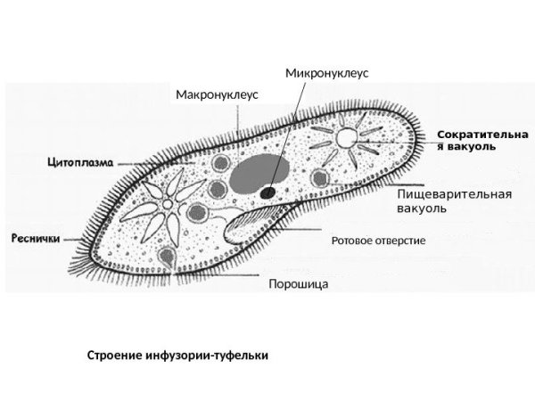 Макронуклеус инфузорий