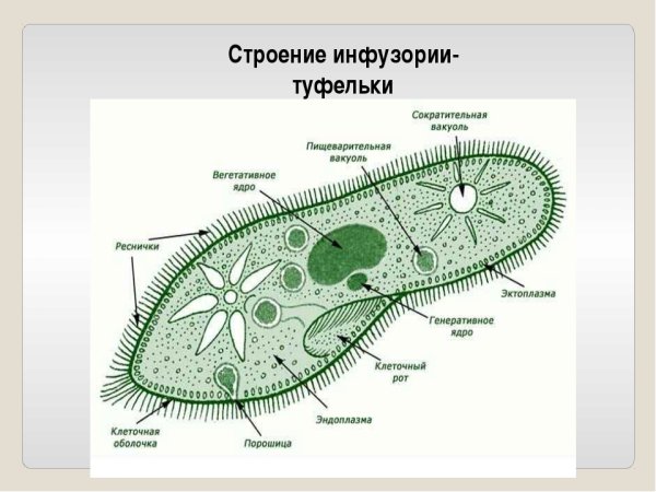 Выделительная система инфузории туфельки