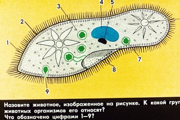 Строение одноклеточных животных инфузория туфелька