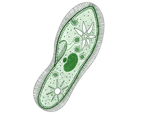 Инфузория туфелька