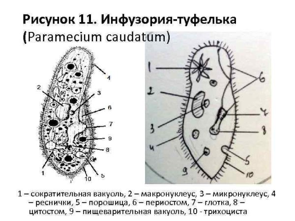Инфузория туфелька микронуклеус