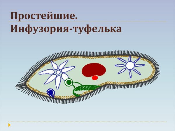 ПАРАМЕЦИЯ это инфузория туфелька
