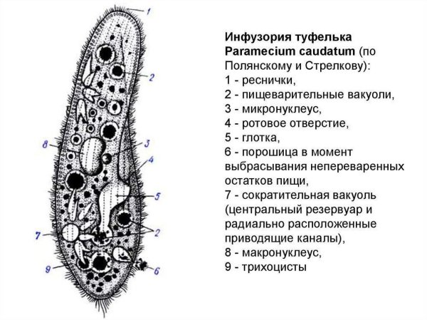 Инфузория туфелька строение