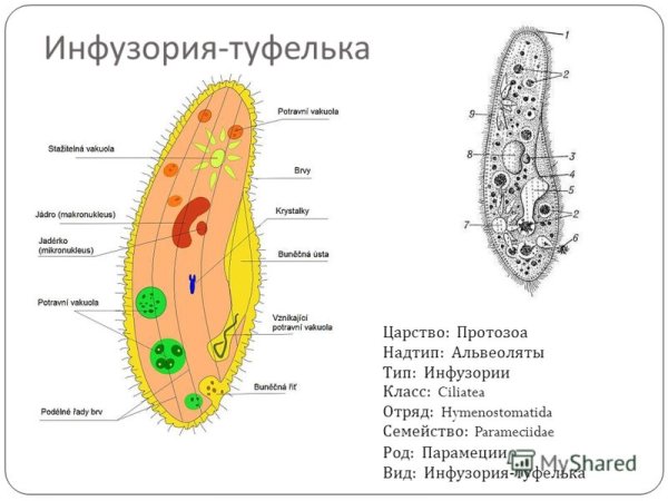 Схема внутреннего строения инфузории туфельки
