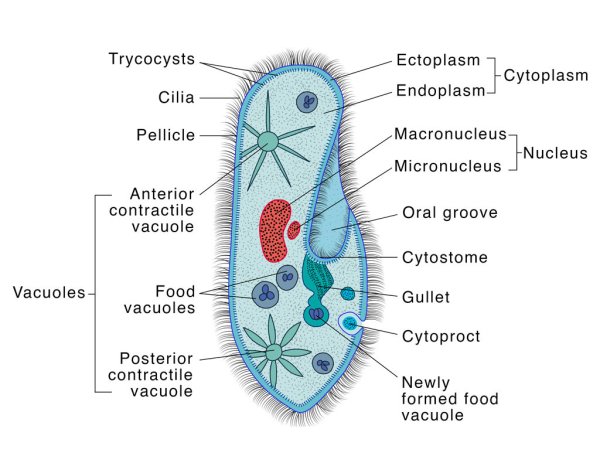 Paramecium caudatum строение