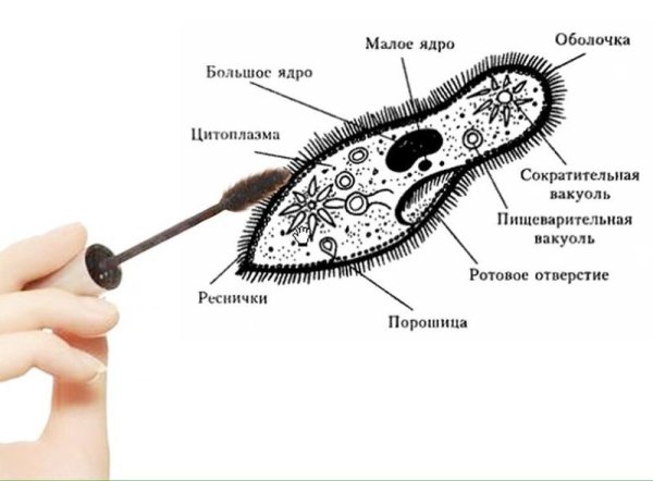 Строение реснички инфузории