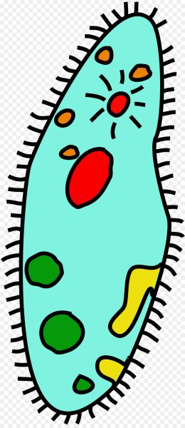 Инфузория туфелька