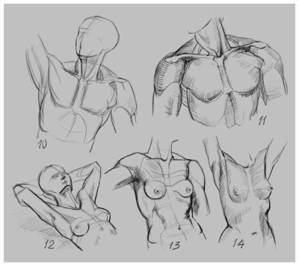 Ключицы анатомия референс