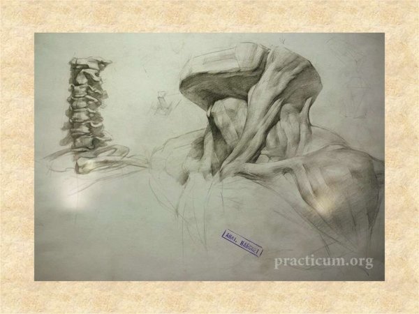 Мышцы шеи пластическая анатомия Баммес