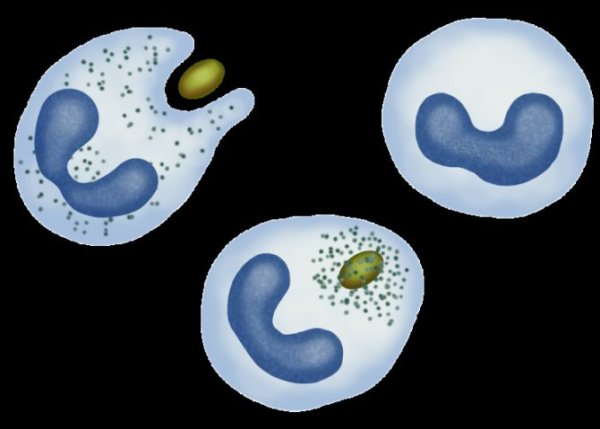 Фагоцитоз лейкоцитов