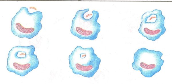 Фагоцитоз лейкоцитов