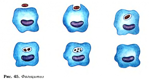 Фагоцитоз рис 54