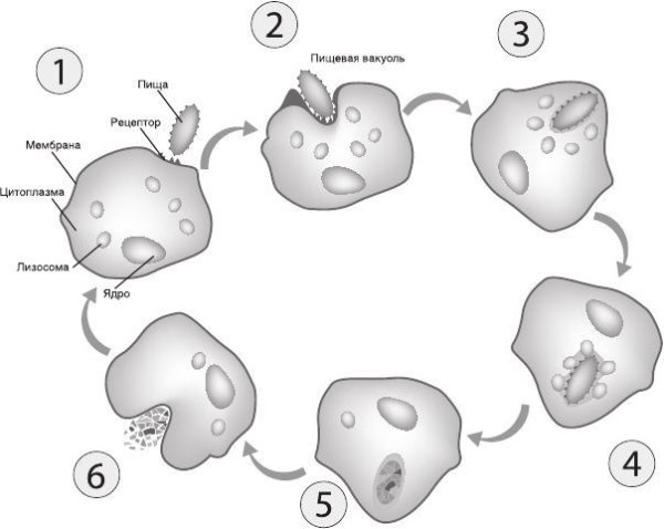 Схема фагоцитоза