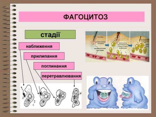 Фагоцитоз это в биологии 8 класс
