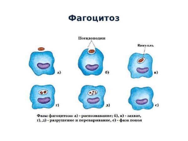 Фазы фагоцитоза схема