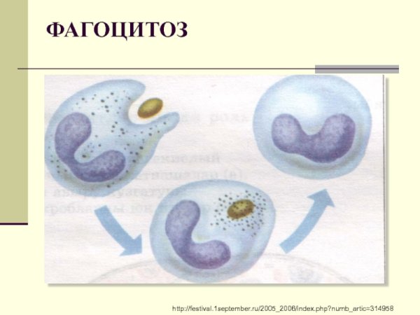 Процесс фагоцитоза рисунок