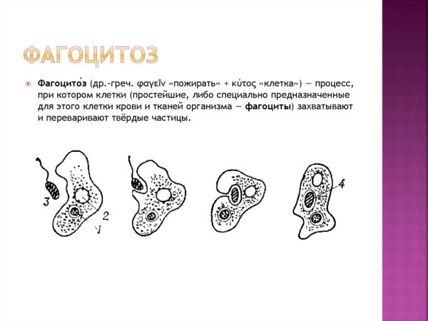 Схема фагоцитоза рисунок