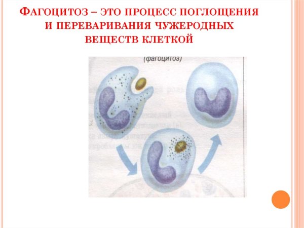 Процесс фагоцитоза схема