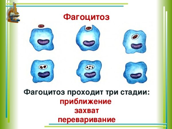 Фагоцитоз воспаление вызванное занозой