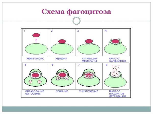 Стадии фагоцитоза иммунология рисунок