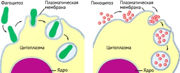 Фагоцитоз лейкоцитов
