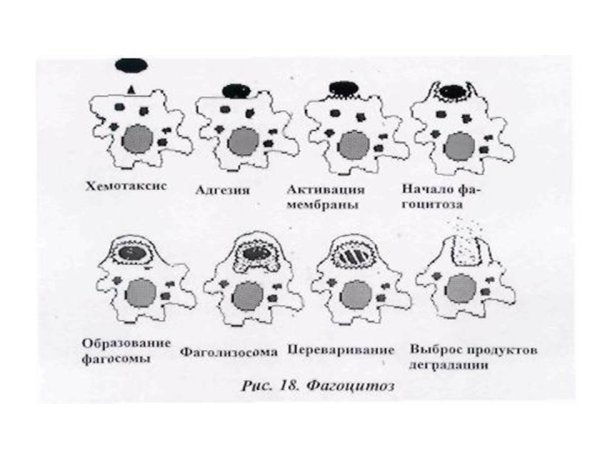 Методы оценки фагоцитоза