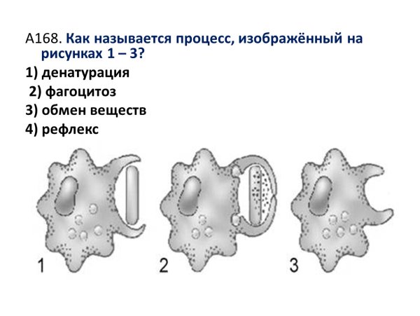 Стадии фагоцитоза схема