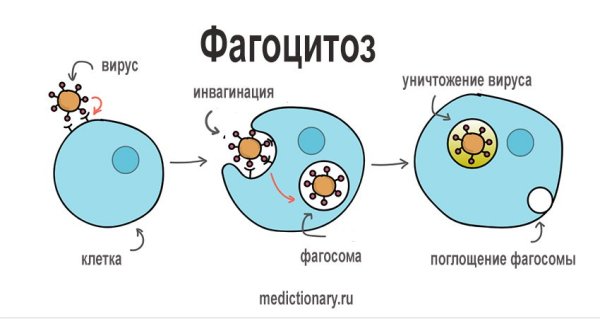 Адгезия фагоцитоз