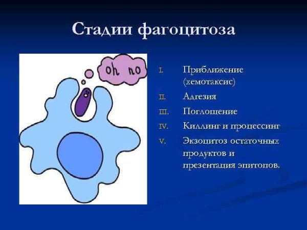 Схема фагоцитоза