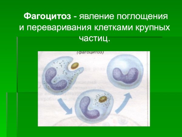Клеточный фагоцитоз