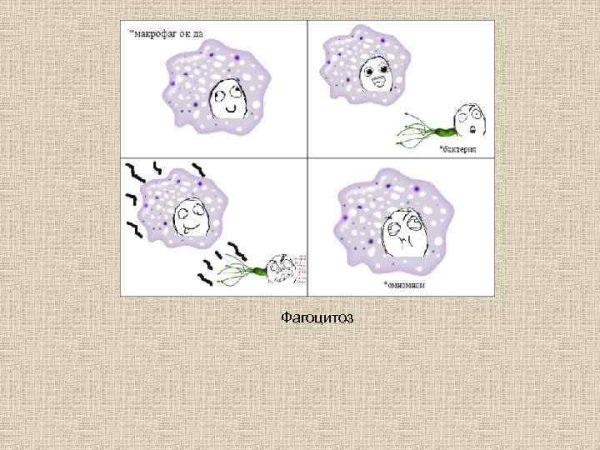 Схема фагоцитоза в иммунологии