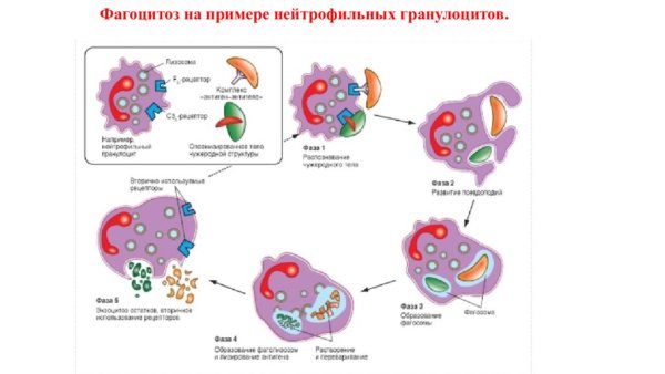Фагоцитоз тучных клеток