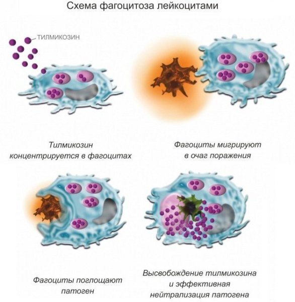 Этапы фагоцитоза схема