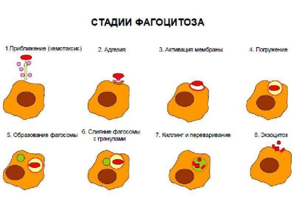 Схема механизма образования иммунитета клеточный фагоцитоз