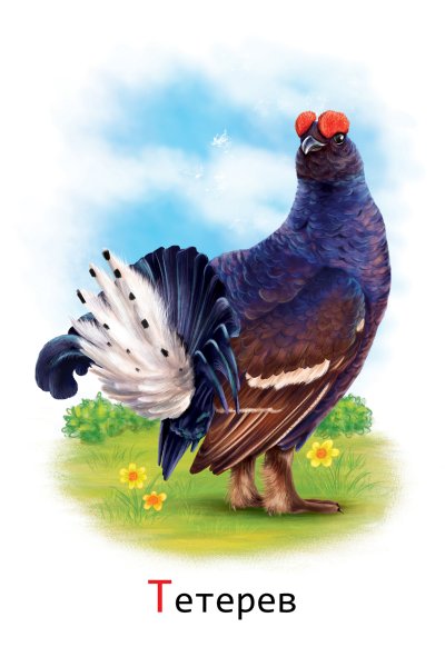 Тетеревиных птиц для детей