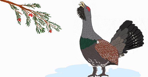 Глухарь для детей